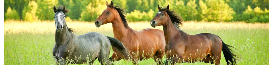Bild Clickertraining mit Pferden
